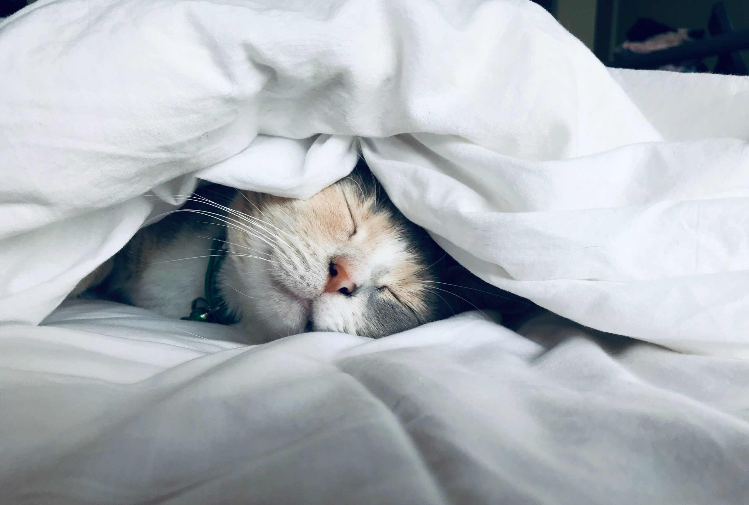 Gatto che dorme sotto alle coperte